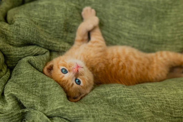 Rote Kätzchen Spielen Auf Grüner Decke — Stockfoto