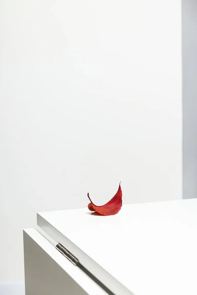 Folha Vermelha Outono Uma Mesa Branca Minimalismo Wabi Sabi — Fotografia de Stock