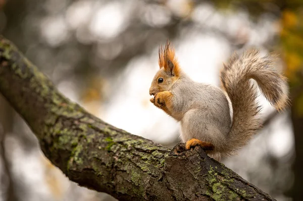 Red European Squirrel Autumn Park Tree — Stock Photo, Image
