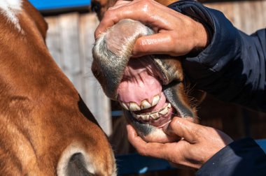 Bir at dişçisi bir Donchak (Rus Don) aygırının dişlerine bakar.