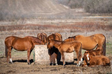 Atlar ailesi kırsal bir çiftlikteki özel bir besleyiciden yemek yer. Cody Rus Don yetiştiriyor.)