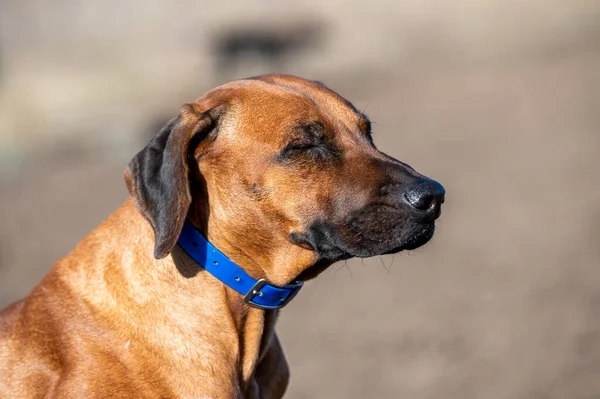 Cão Rhodesian Ridgeback Retrato Cão Caça Doméstico Uma Coleira Azul — Fotografia de Stock