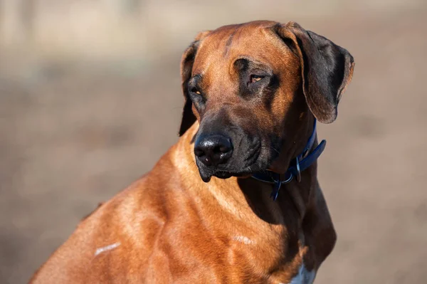Rhodesian Ridgeback Hond Portret Van Een Huiselijke Jachthond Een Blauwe — Stockfoto
