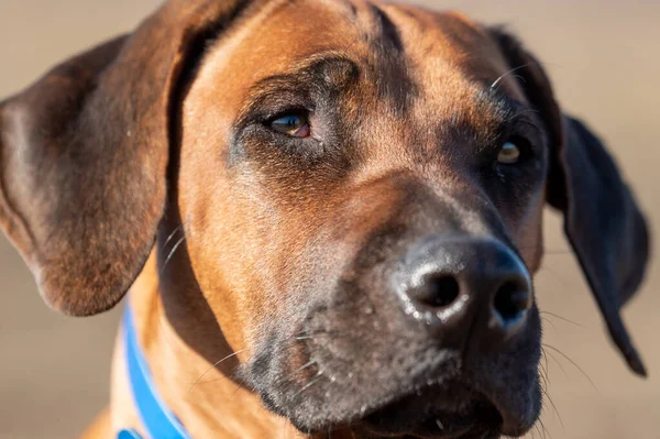 Rhodesian Ridgeback Hund Porträt Eines Heimischen Jagdhundes Mit Blauem Halsband — Stockfoto