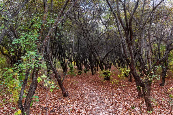 sonbahar orman manzarası