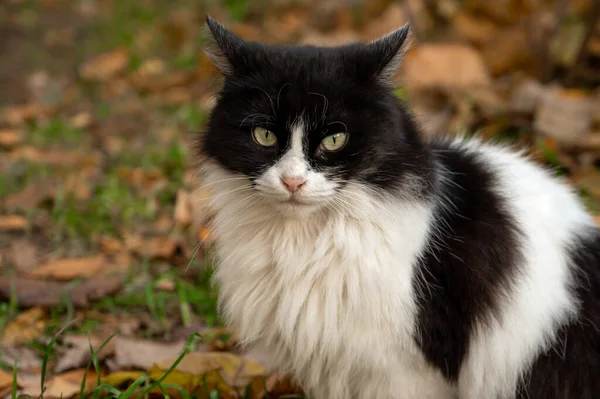 Czarny Biały Kot Siedzi Trawniku Zieloną Trawą Opadające Jesienne Liście — Zdjęcie stockowe