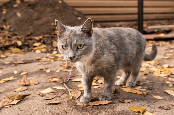 Gris Enfermo Sin Hogar Gato Sucio Otoño Calle — Foto de Stock