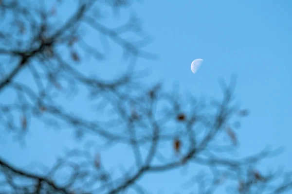 Meia lua alta — Fotografia de Stock