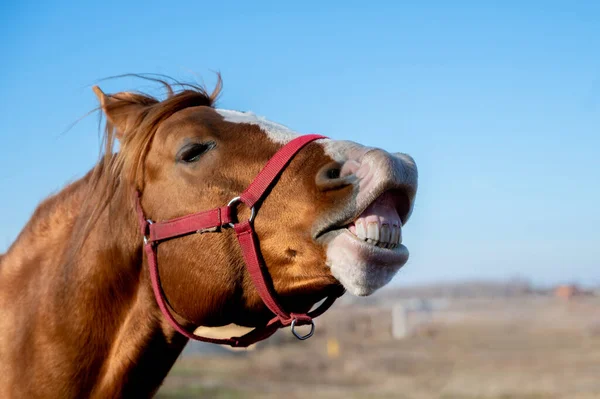 Cavalos Castanhos Numa Quinta Campo Garanhão Apresenta Dentes — Fotografia de Stock