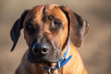 Rodezya sırt köpeği. Mavi yakalı yerli bir av köpeğinin portresi