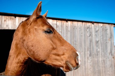 At kafası kahverengi. Çiftlikteki safkan bir atın portresi.
