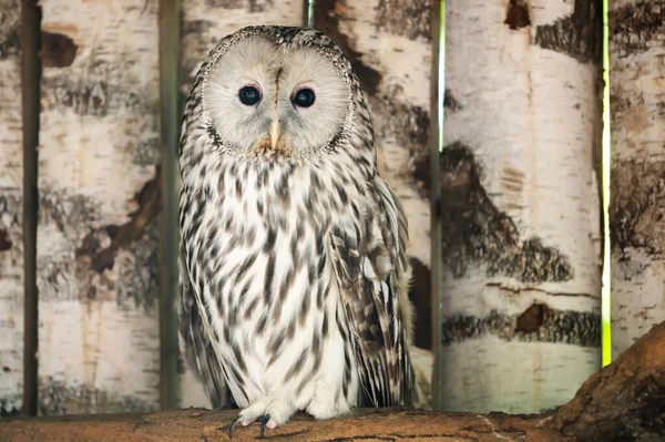 Grand Portrait Hibou Oiseau Nocturne Proie — Photo