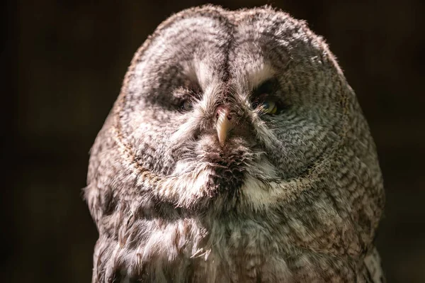 Groot Portret Van Een Uil Nachtelijke Roofvogel — Stockfoto