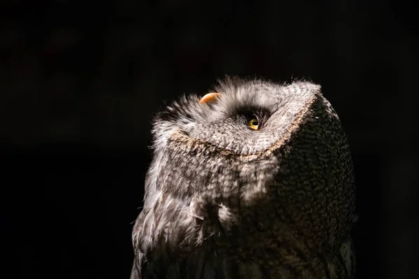 Close Portret Van Een Uil Het Donker Vogel Kijkt Omhoog — Stockfoto