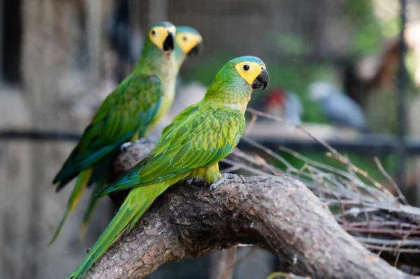 Uma Família Papagaios Verdes Sentados Galho Árvore Uma Casa Aves — Fotografia de Stock