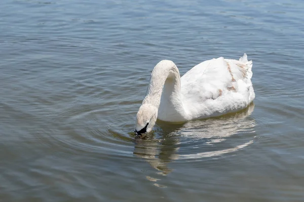 Bílá Labuť Plave Čistém Jezírku Jasného Slunečného Dne — Stock fotografie