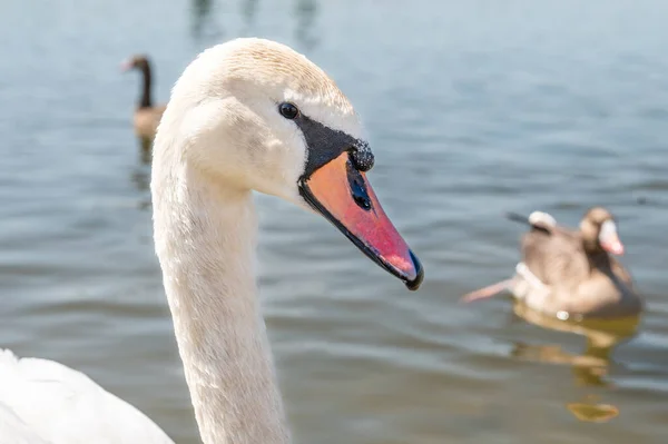 Bílá Labuť Plave Čistém Jezírku Jasného Slunečného Dne — Stock fotografie