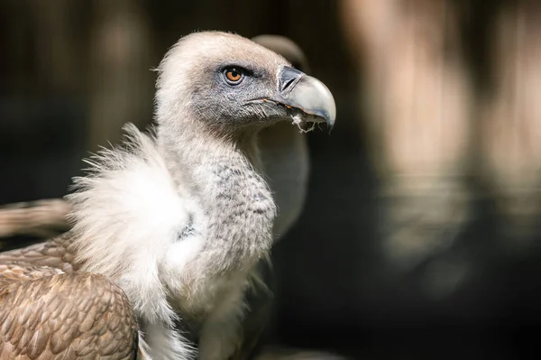 Ritratto Avvoltoio Grifone Dopo Aver Mangiato Con Parti Preda Nel — Foto Stock