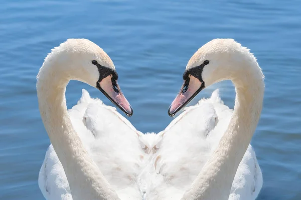 Krásný pár labutí v modrém jezeře. Symbol lásky. — Stock fotografie