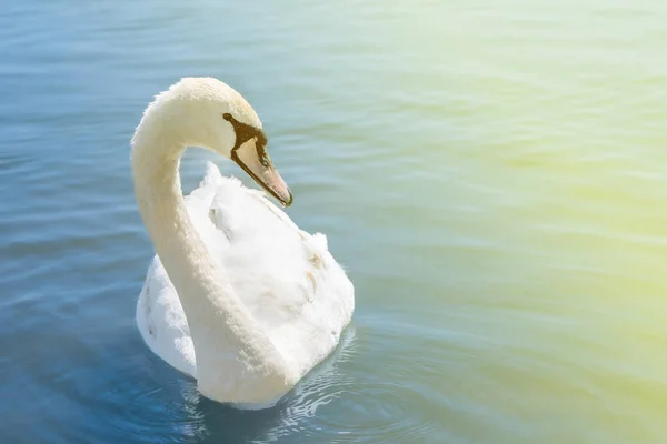 Hermoso cisne blanco nada en agua azul clara en un estanque. —  Fotos de Stock