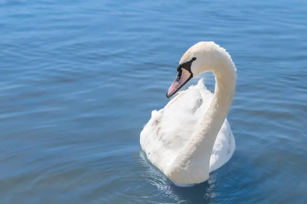 Hermoso cisne blanco nada en agua azul clara en un estanque. —  Fotos de Stock