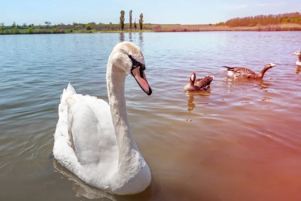 Krásná bílá labuť plave v průzračné modré vodě v jezírku. — Stock fotografie