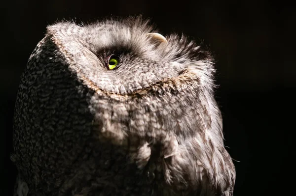 Close-up portret van een uil in het donker. Vogel kijkt omhoog. — Stockfoto