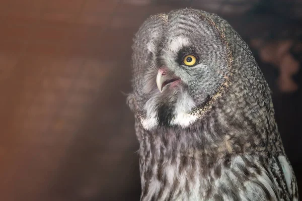 Large portrait of an owl. Nocturnal bird of prey. — Stock Photo, Image