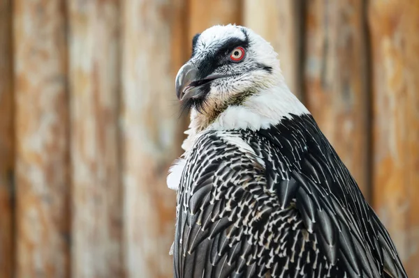 Vautour barbu gros plan se trouve sur le fond de bois. — Photo