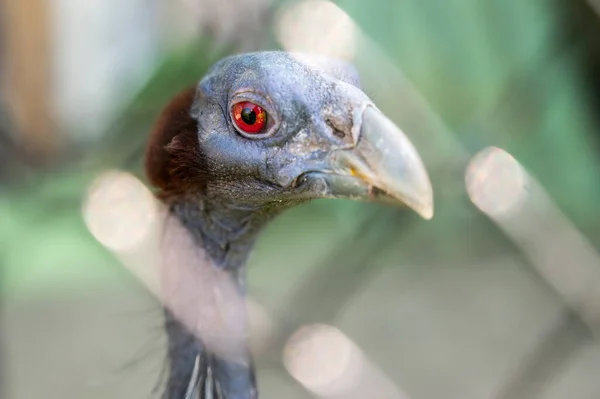 Gros plan d'une tête de vautour aux yeux rouges. — Photo