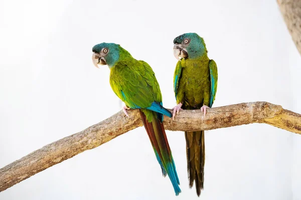 Green parrot sits on a tree branch in a poultry house. — Stock Photo, Image