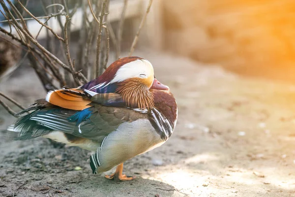 Pato mandarín se sienta en una piedra en el parque. Colorido pájaro salvaje. —  Fotos de Stock