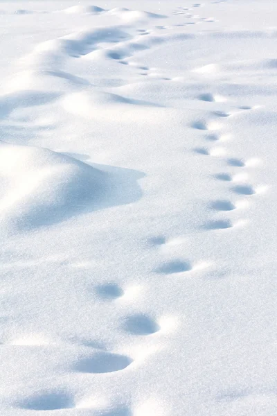 Pistas solitarias a la deriva sobre nieve blanca — Foto de Stock