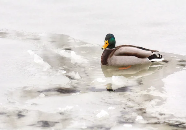 Mallard duck in unfrozen patch of water — Stock Photo, Image