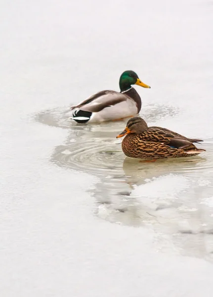 Two ducks in unfrozen patch of water — Stock Photo, Image