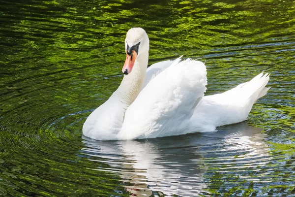 Swan on the lake — Stock Photo, Image