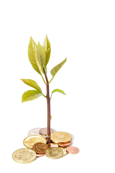 Plant growing from coins isolated on white — Stock Photo, Image