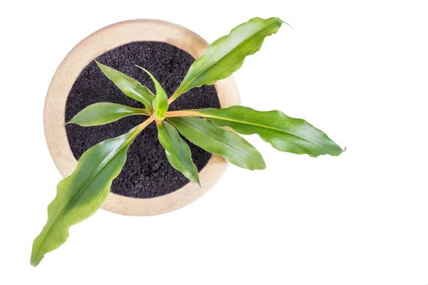 흰색 절연 세라믹 냄비에 성장 houseplant의 상위 뷰 — 스톡 사진