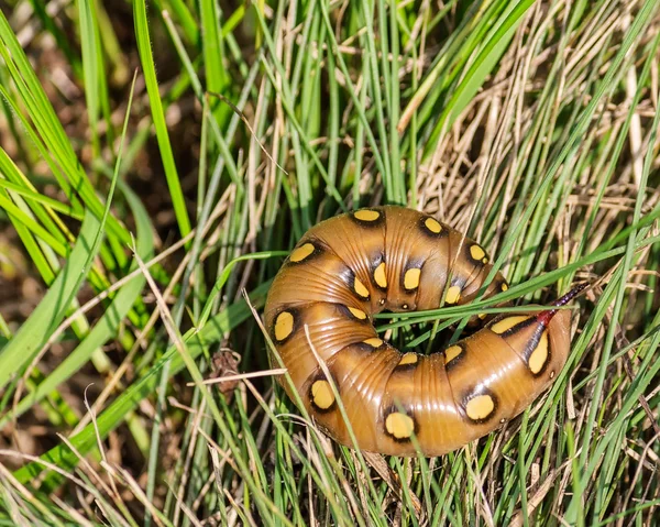 Oruga de polilla de halcón de paja de cama (Sphingidae - Hyles gallii ) — Foto de Stock