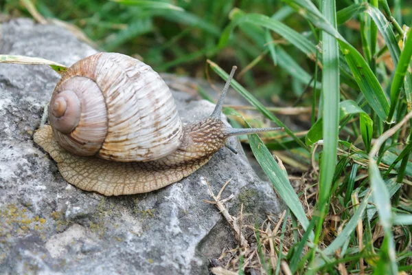 Trädgården snigel kryper på stenen — Stockfoto