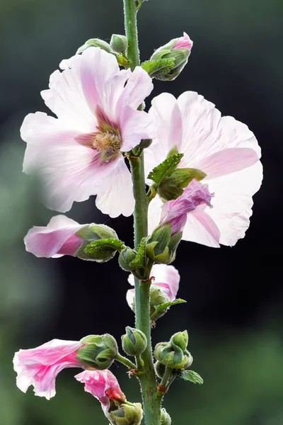 Bílý a růžový sléz (malva) v létě — Stock fotografie