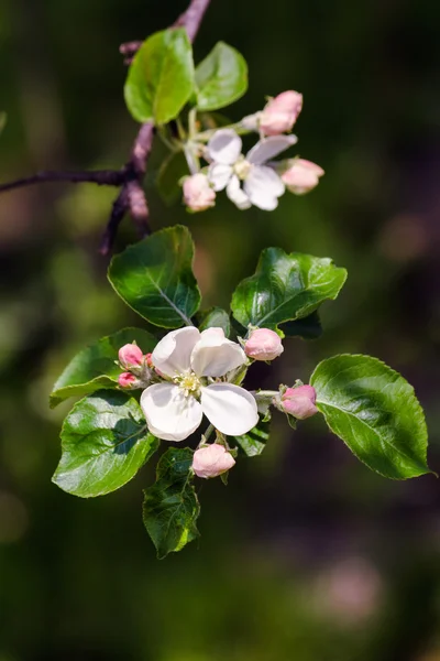 Ramas con flores de manzana florecen — Foto de Stock