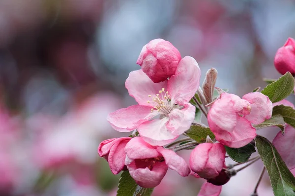 Rama con flores de manzana rosa florecen — Foto de Stock