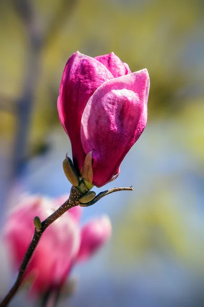 Flor de magnolia rosa — Foto de Stock