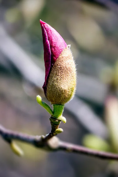 Pink magnolia blossom bud — Stock Photo, Image