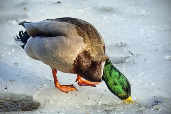 Mallard duck on the ice — Stock Photo, Image