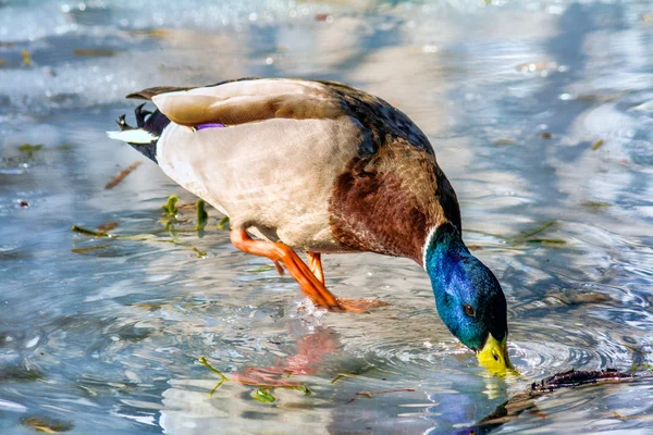 Mallard duck on the ice — Stock Photo, Image