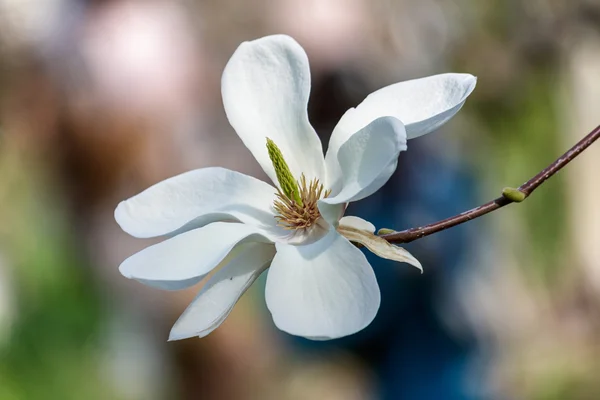 Bílá magnolia květ — Stock fotografie