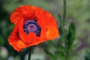 Bahar kırmızı gelincik