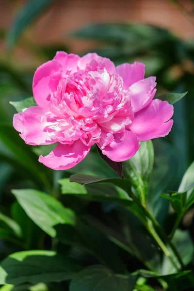Svěží růžová Pivoňka květ záběr — Stock fotografie